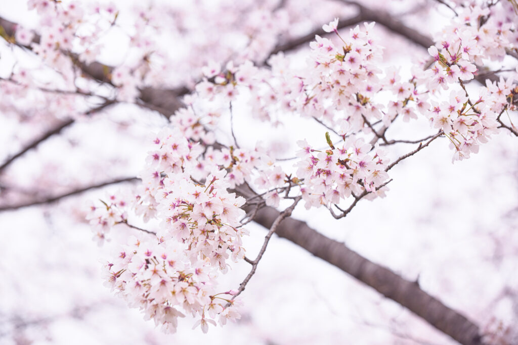 桜の画像